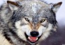 5 Photos: The World’s First true White (NAZI) Wolf: American: Joseph Paul Franklin – Killed 22, Firebombed Synagogues & more