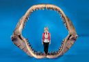 10 Photos: These Animals Used to Be Giants!
